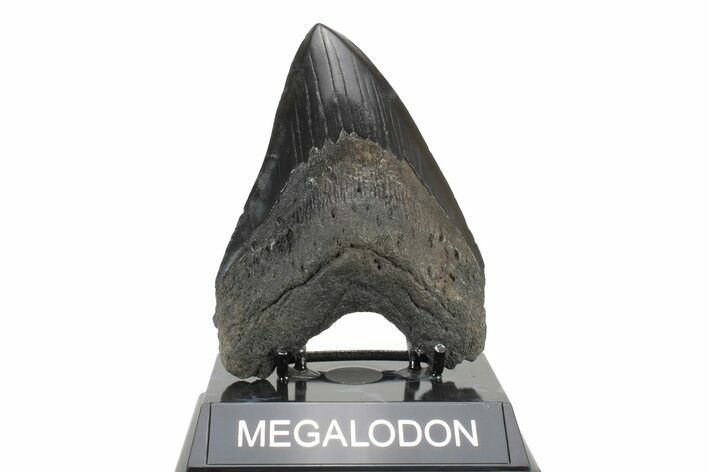 Fossil Megalodon Tooth - South Carolina #239762